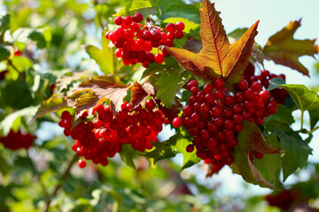 red berries of a currant