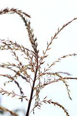 Obraz premium Dried ear of wheat. dry flower herbarium