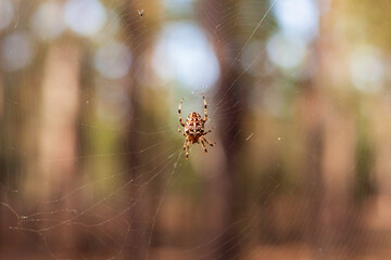 Garden spider female waits for her prey on a web in a pine forest at background. Araneus diadematus. Cross Orbweaver. Cross Spider.