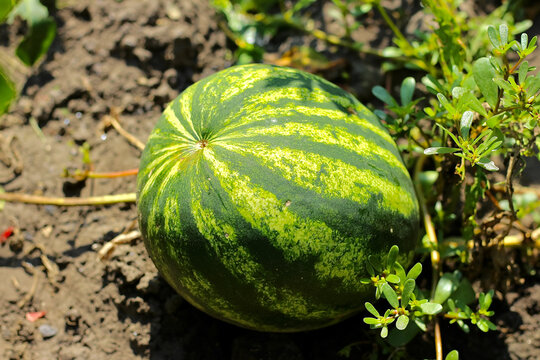 watermelon in the garden
