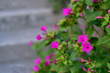 Four o'clock Plant or Marvel of Peru (Mirabilis jalapa) 