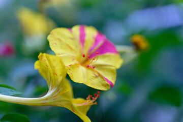 Four O&acute;Clock Plant, Marvel Of Peru (Mirabilis jalapa), flowering.