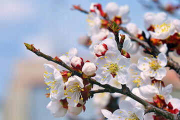 Flowering apricot on a blue background