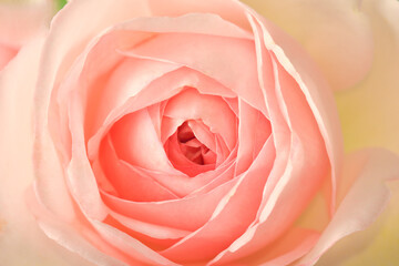 Pastel pink rose close-up