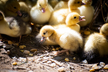Pollitos, patitos, amarillo, nidada, pato, ánadre, piar, 