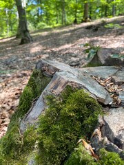 Wooden stump on green grass or graden in the forest
