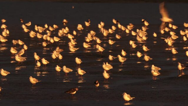 A large group of Black-headed Gulls (Chroicocephalus ridibundus) lightning up in the evening light on the mudflats with some lapwings