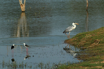 Black-winged stilt and Gray heron in Yala National Park, Sri Lanka