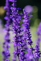 Fototapeta na wymiar Purple Salvia flower spikes. Shallow focus, blurred bokeh background. Dublin, Ireland
