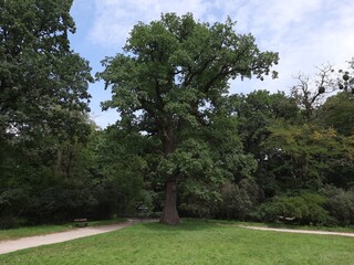 tree in the park
