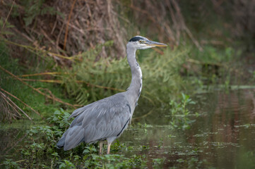 Grey heron in the wilderness