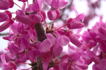 blooming tree in spring