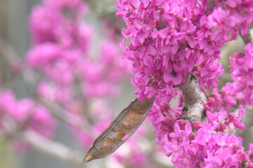 blooming tree in spring