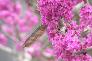 blooming tree in spring