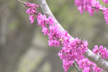 blooming tree in spring