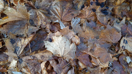 Fallen autumn leaves. Background from dirty fallen leaves. Autumn dirty background