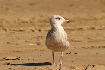 Larus, a seagull on a sandy beach