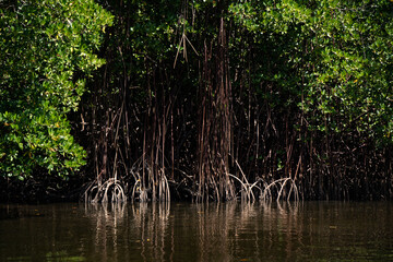Brazil Mangrove. Green mangrove trees in forest and river,  in Maraca&iacute;pe, Pernambuco