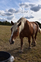Fototapeta premium Cheval de cirque dans un champ dans un petit village français