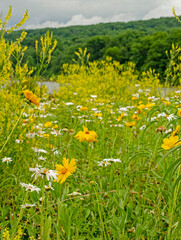 meadow with dandelions