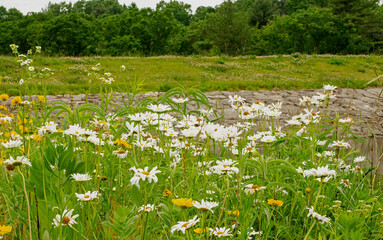 field of daisies