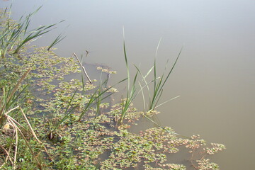 grass in pond