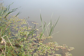 grass in pond