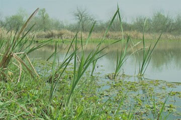 grass in pond