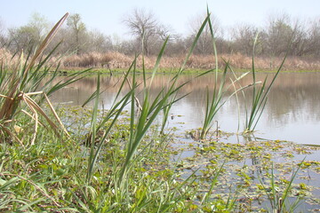 grass in pond