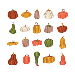 Collection of colored beautiful autumn pumpkin. Cartoon pumpkins, halloween squash, fall harvest gourds. Thanksgiving. Pumpkins. Autumn thanksgiving and halloween pumpkins collection. Vector