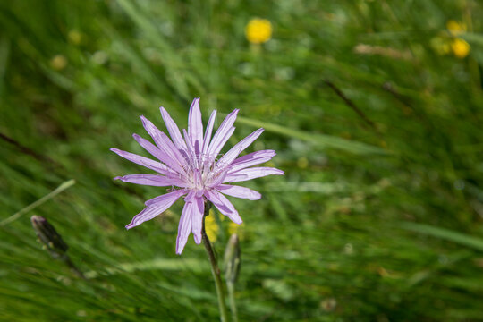 Scorzonera Purpurea Var. Rosea Is A Genus Of Flowering Plants In The Tribe Cichorieae Within The Family Asteraceae