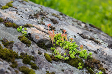 Light green Sedum microcarpum plants are characterised by succulent water-storing leaves and stems