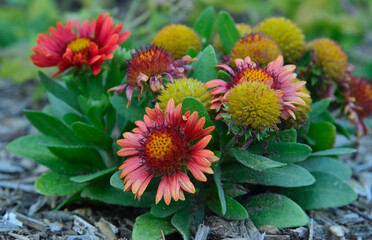 composition de gaillardes jolies et de échinacée pourpre