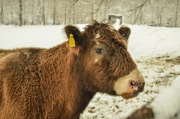 cow in winter