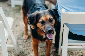 Dog being held in the aisle at a wedding before the bride walks down