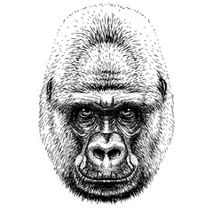 Gorilla. Graphic, sketch portrait of a gorilla monkey on a white background. Digital vector graphics.