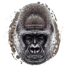 Gorilla. Graphic, color portrait of a gorilla monkey in watercolor style on a white background. Digital vector graphics.
