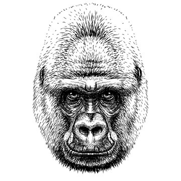 Gorilla. Graphic, sketch portrait of a gorilla monkey on a white background. Digital vector graphics.