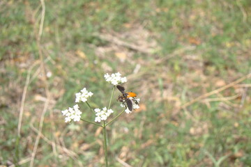fly on white flowers