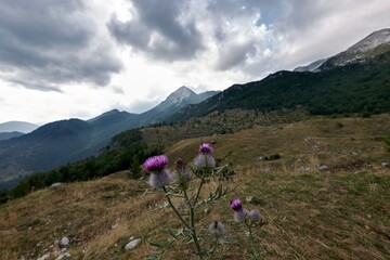 Planina razor, Slovenia, alps