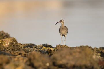 Eurasian Whimbrel on rocky shore