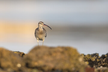 Eurasian Whimbrel, Eker, Bahrain