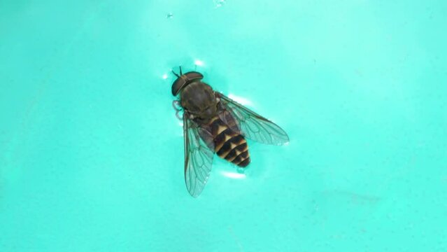 Syrphus ribesii on water,an insect drowned in water, a fly floats in a bowl
