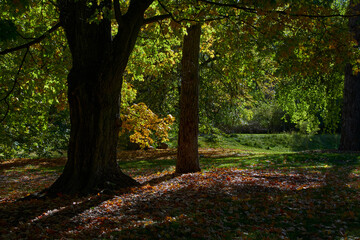 Sunlight filters through thick foliage and casts deep shadows over fallen autumn leaves in a small glade at John A. Finch Arboretum park in Spokane, Washington.