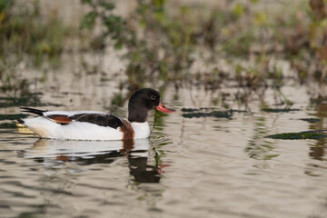 Common shelduck in natural habitat (Tadorna tadorna)