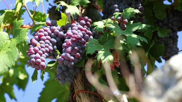 Close up of a branch of ripe red grapes.Stock footage for wine commercial. Grapes vineyard sunset.Valtellina,Italy. Wine grapes harvest in Italy. Organic bio food. Wine concept.food.slider shot