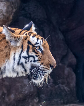 A Close up of a Bengal Tiger