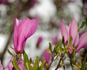 pink magnolia flowers