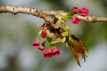buds of a blossom
