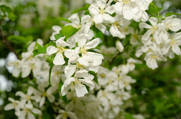 Obraz na płótnie Canvas white flowers of a tree
